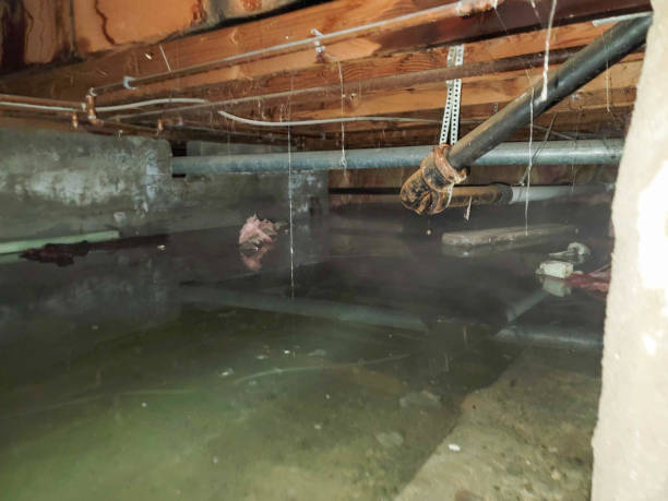 Best Professional water damage repair  in Heber, UT